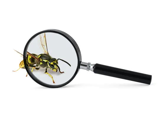 Wasp Identification / Inspection

