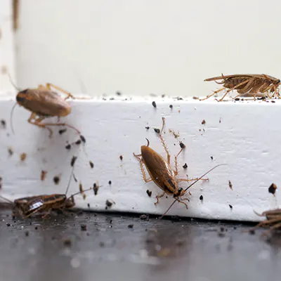 cockroaches control